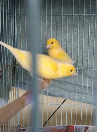 Canary