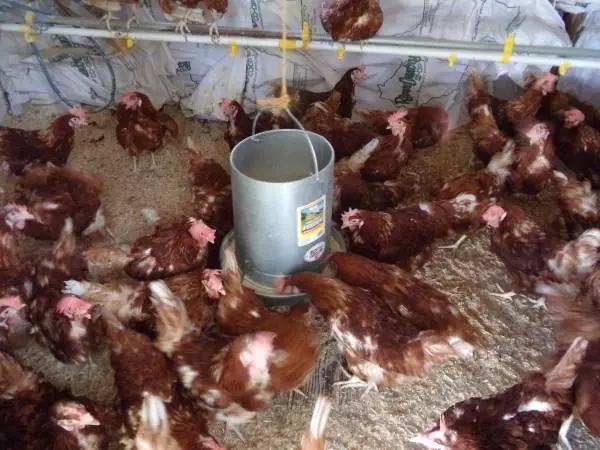 Laying Hens