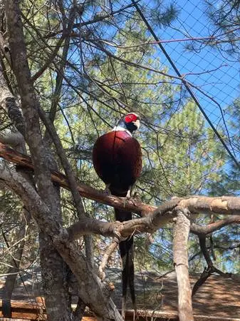 Ringneck Pheasant young adults