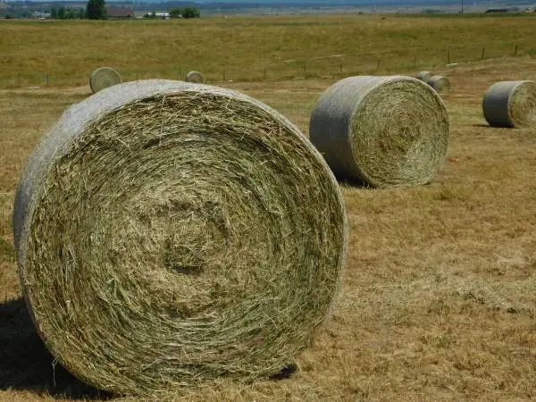 Round bale hay