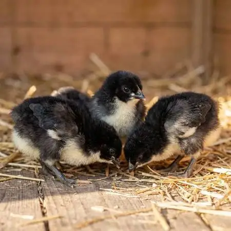 Black Copper Maran Female Chicks Organically Raised From Day 1