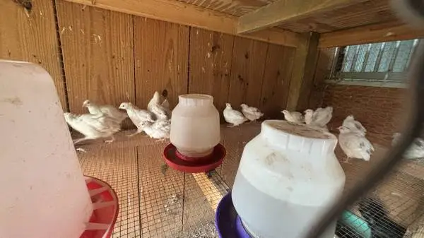 White coturnix quails