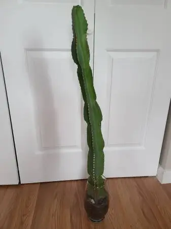 CACTUS! Euphorbia Ingens Candelabra Tree healthy large live plant 32”