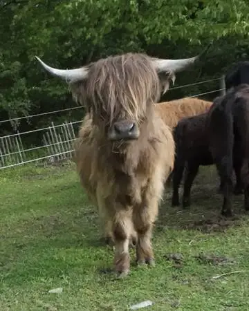 3 year old Registered Highland Bull