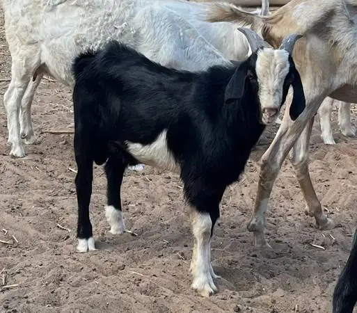 7 month old Boer Buck Kid
