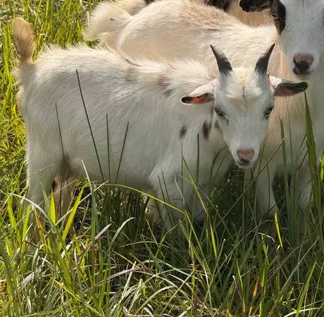 Young Male Goat