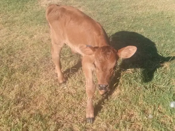 2 male calves