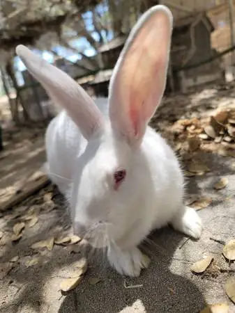 Flemish Giant/Beveren mixed rabbit