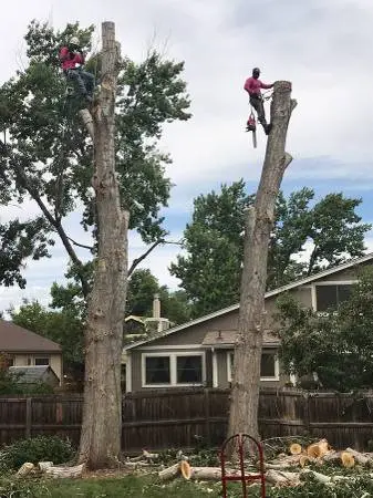 Tree Removal specialist Fences, trimmings, removal 20 PERCENT OFF DISCOUNTS !!!