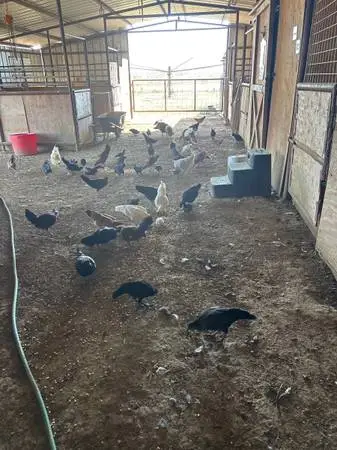 Chickens