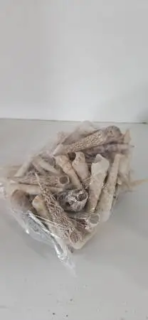 Seashells, Turritella augers