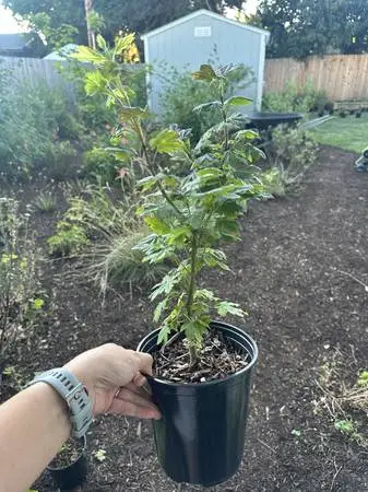 Native Plant: Vine Maple (Acer circinatum)
