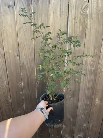 Native Plant: Bald-Hip Rose (Rosa gymnocarpa)