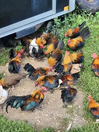 Old English Game Bantam