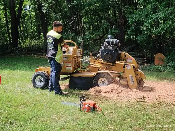 Stump grinding needed