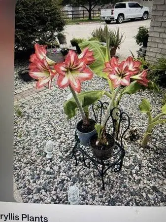 Potted Amaryllis Plants