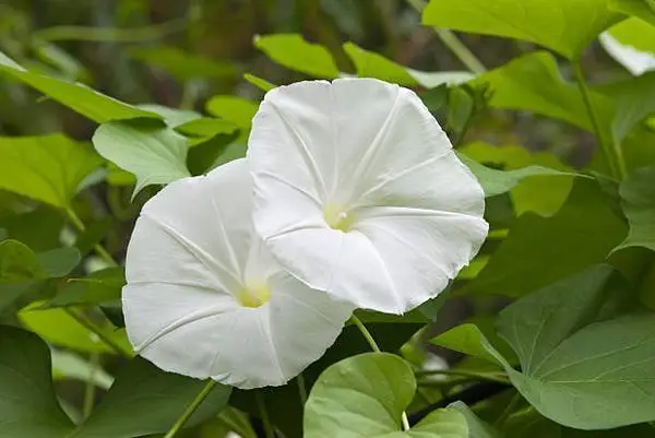 Moonflower plant seeds (seeds ONLY)