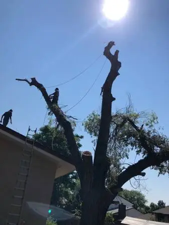 Miguels Tree Trimming - Lakewood,Arvada,wheat Ridge, North Glen