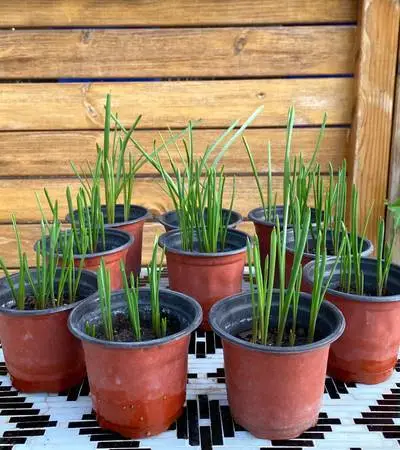 Purple Muscari/Grape Hyacinth Plants (Perennial)
