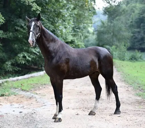 Huge 17.2 hand black draft cross gelding, rides and drives