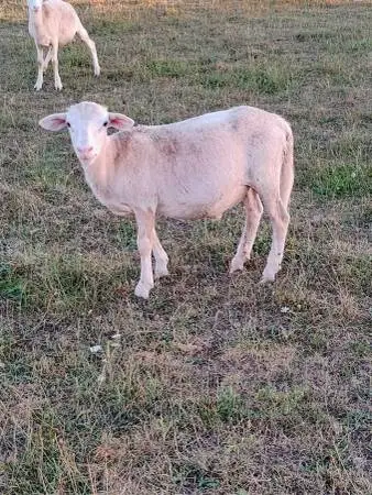 Katahdin sheep