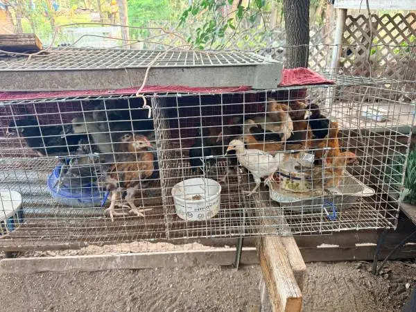 Chicks