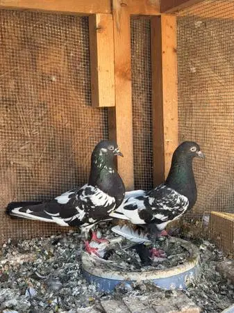 Pigeons