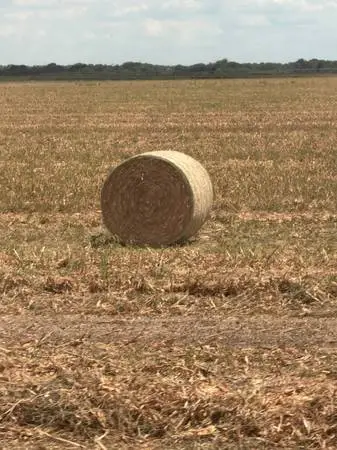 Hay