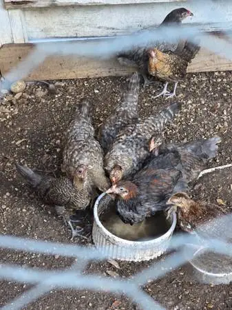 1 weeks old barred rock Females
