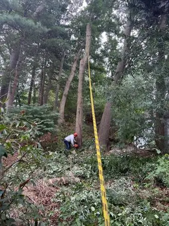 LARGE TREE REMOVAL & CLEANUP – FREE ESTIMATES – INSURED