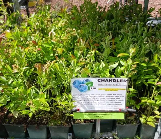 Chandler Blueberry Bushes 💙 Huge Berries