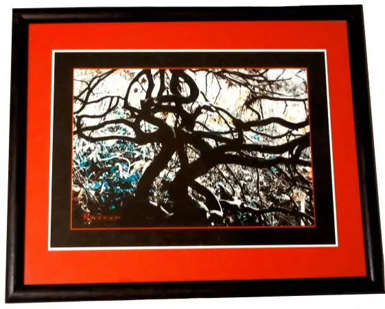 MAPLE MAZE Japanese Maple Photography