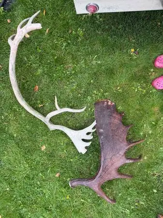 Antler Sheds