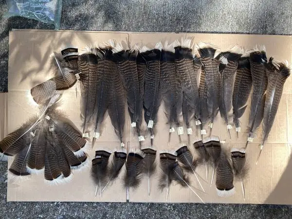 Wild Turkey Feathers-For Traditional Crafts and Art