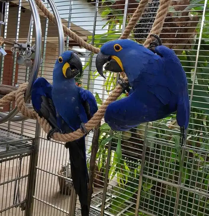 Hyacinth macaw