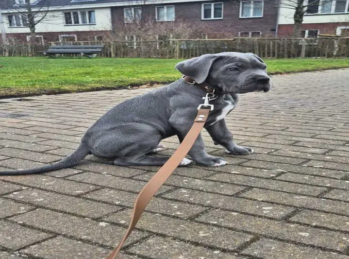 Puppy