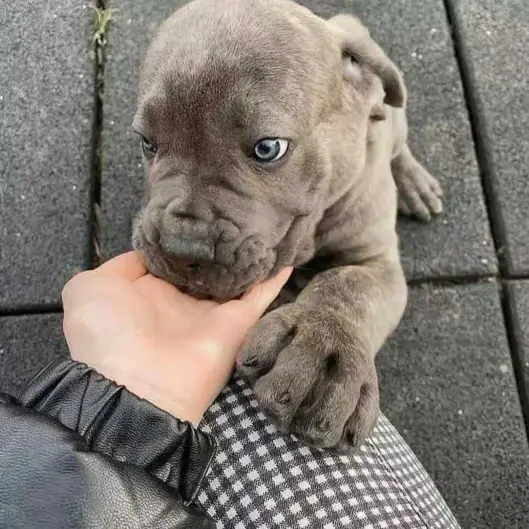 Cane corso