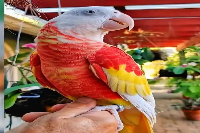 Hyacinth Macaw