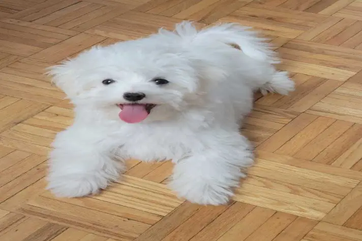 Maltese
