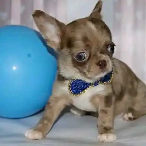 little puppy for sale