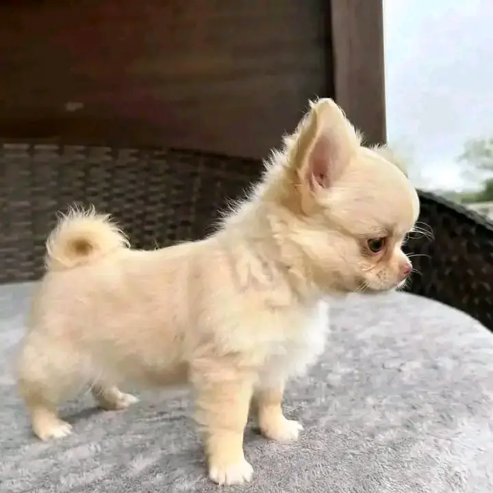 little puppy for sale
