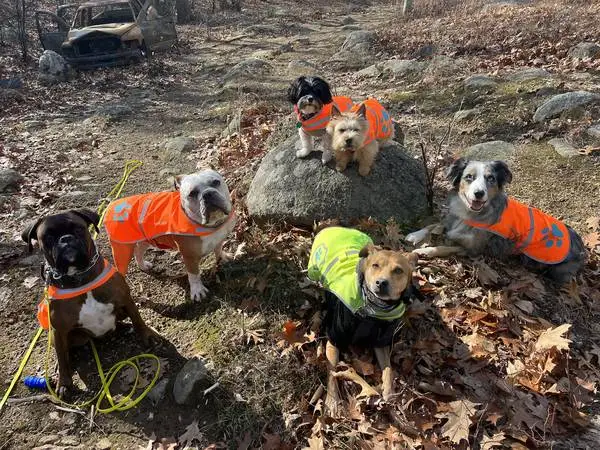 Dog Walker