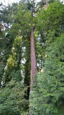 DGZ. TREE SERV. LLC