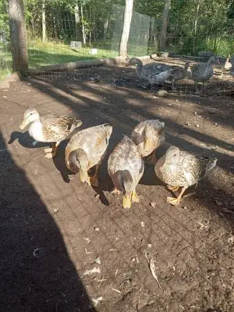 Ducks for sale