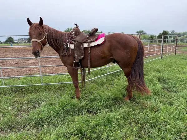 Super nice cool gelding