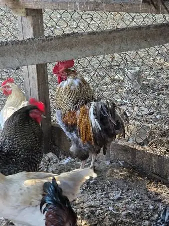 Rooster and chickens