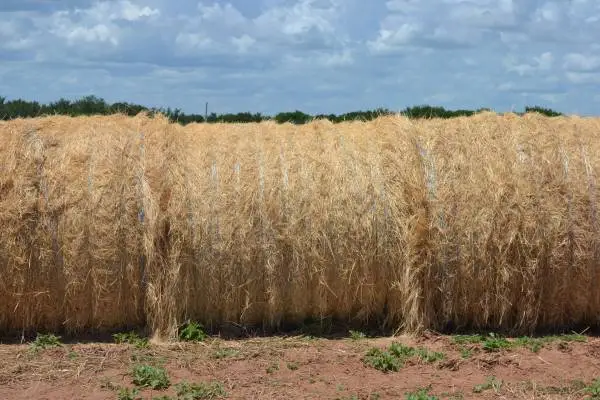 2026 Bermuda Grass Round Bales