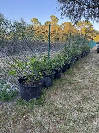 MEYER LEMON TREE ON SALE !!!!!!!!!