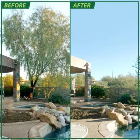 TREE REMOVAL SERVICE 🌳🌴🌵