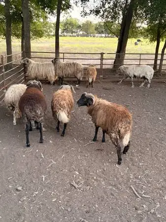 Awassi fat tail sheep
